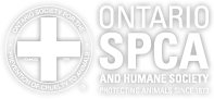 ontario spcs